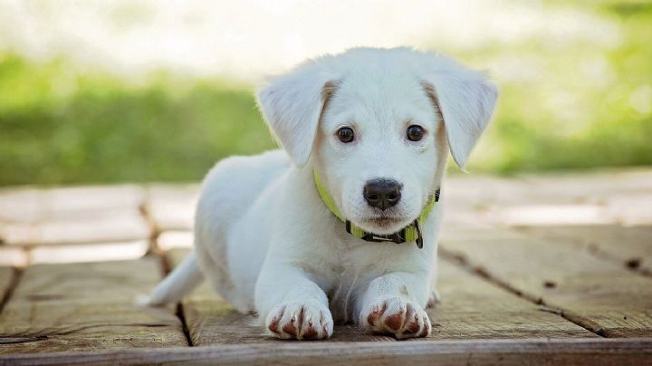 Cuales son las razas de perro más desobedientes