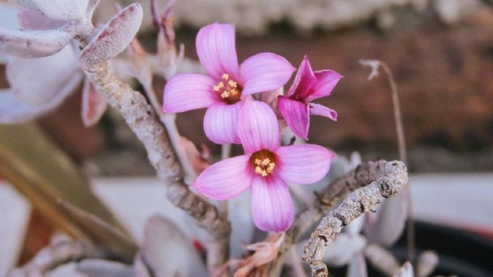 kalanchoe pumila, cuidados para obtener la mejor floración