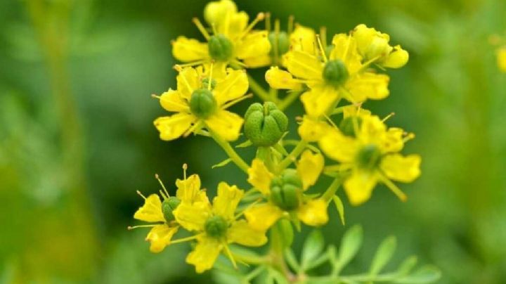 Ruda, la planta de la buena fortuna que deberías tener en el living de tu casa