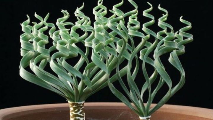 Trachyandra Tortilis: la suculenta que hipnotiza con su singular belleza