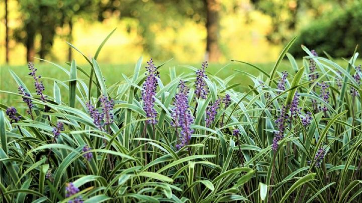 Liriope Spicata, el césped de lirio rastrero renovará tu jardín