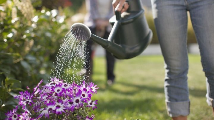 Con estos elementos del hogar podés cuidar mejor a tus plantas