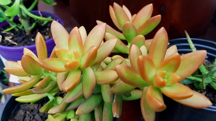 Tan hipnótica como resistente, la suculenta Golden Sedum causa sensación