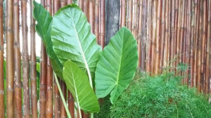 Oreja de Elefante: Una planta ideal para decorar cualquier rincón de tu hogar