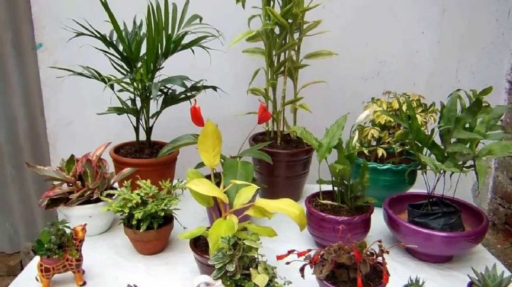 Trucos con hilos para regar las plantas sin la necesidad que estés presente