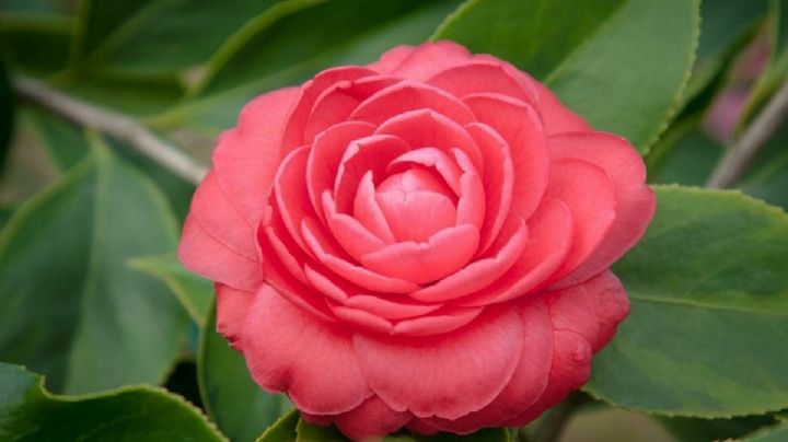 Tips para cultivar las hermosas Camellias en maceta