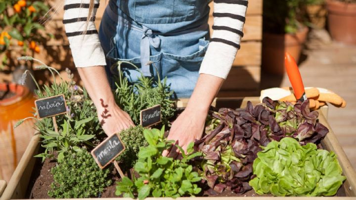 Huerta en casa: qué plantar en Julio