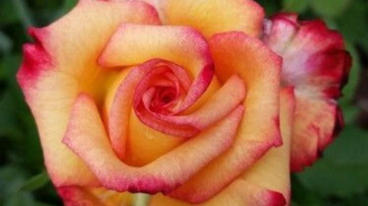 Prolonga la vida de tus rosas con este abono casero