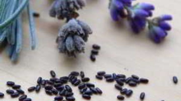 Con 2 simples pasos, aprende como extraer las semillas de tus plantas de lavanda