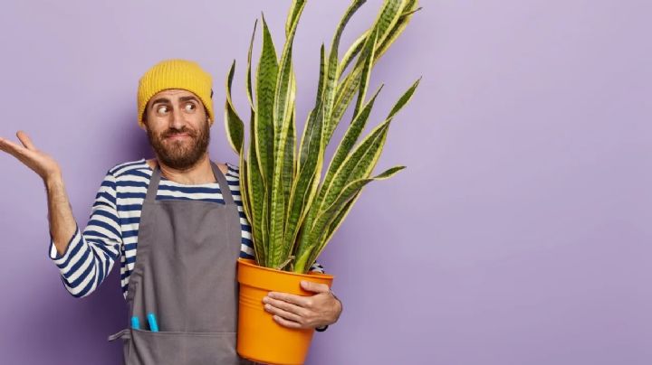 Lengua de suegra: aprende como preparar un abono casero para tus plantas de la casa