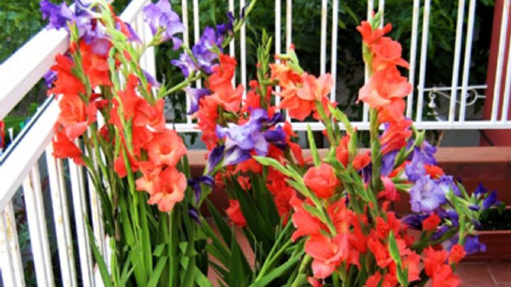 Gladiolas: características, cuidados y cultivo de esta bella planta ornamental