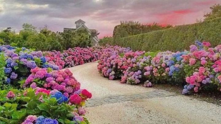 Estos secretos de jardinería te ayudan a cambiar el color de tus hortensias