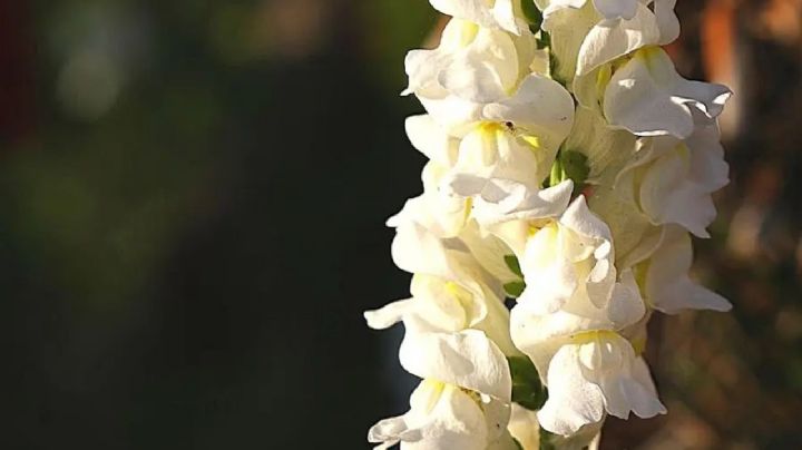 La flor boca de dragón, embellecerá tu patio, jardín o balcón