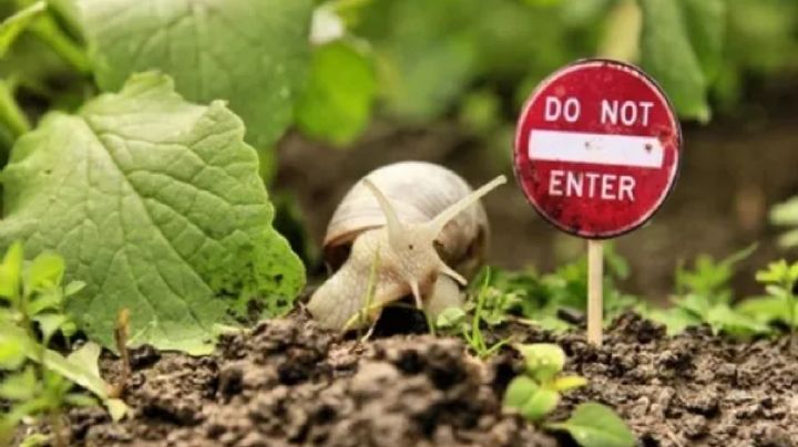 Libérate de los caracoles y las babosas de tu jardín con estos elementos del hogar