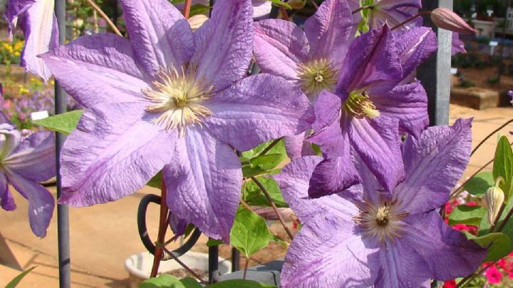 Clemátide: Cuidados y cultivo de esta hermosa planta ornamental