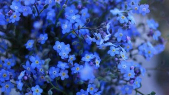 La flor azul de los Alpes, la planta ideal para darle color a tu patio, jardín y balcones