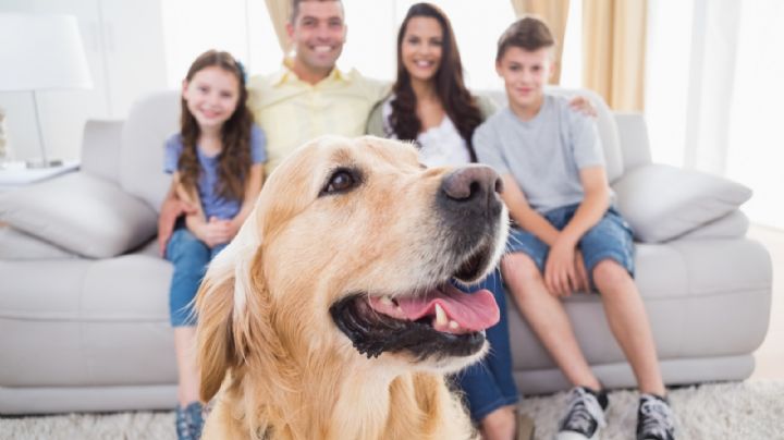 5 trucos infalibles para adiestrar un perro en casa