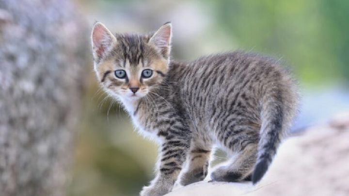 Descubre cómo lograr que un gato callejero se adapte a tu casa