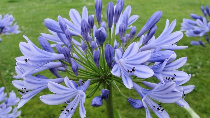 Agapanto, una bella planta ornamental que atraerá mariposas a tu jardín