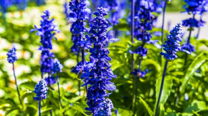 Salvia azul, una planta de fácil cuidado e ideal para decorar tu balcón, patio o jardín