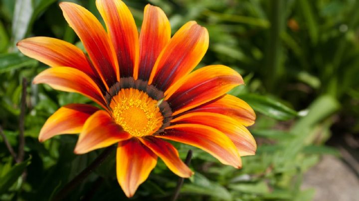 Gazania: sus coloridas flores te invitan a incorporarla en tu balcón, patio o jardín