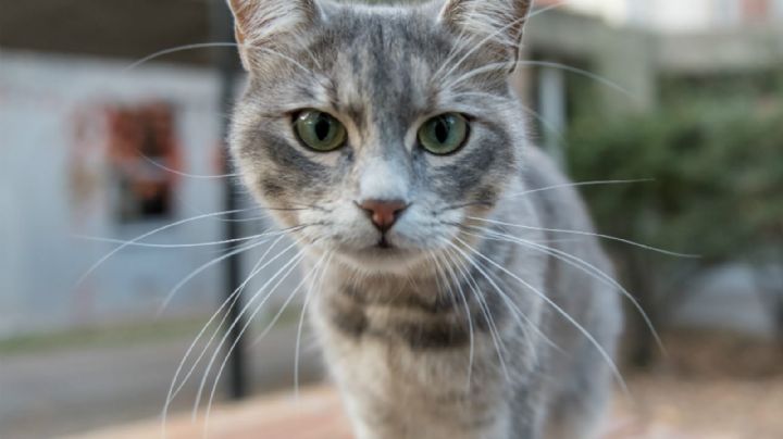 Con estos trucos tu gato será más sociable y amistoso