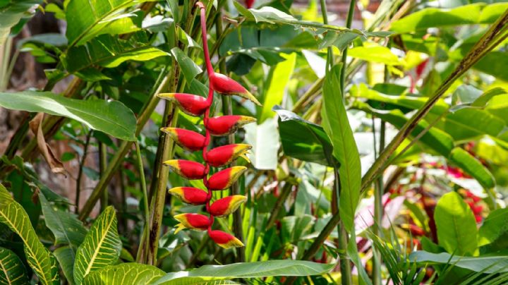 Heliconia rostrata la planta con flores que actúa como imán natural para atraer colibríes