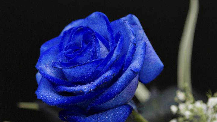 Con estos tips sabrás como lograr rosas azules naturales