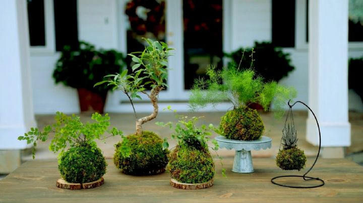 Feng Shui: descubre los beneficios de la kokedama para lograr armonía en el hogar