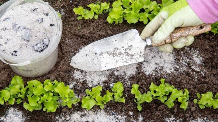 3 usos prácticos de las cenizas en el jardín