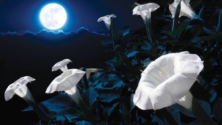 Descubre en qué fases de la luna se desarrollan mejor tus flores y suculentas