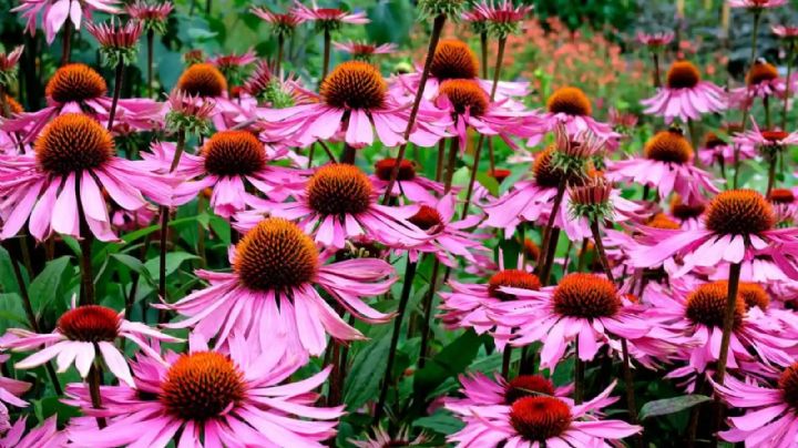 Dale color a tu jardín con las flores de equinacea, una planta decorativa y medicinal