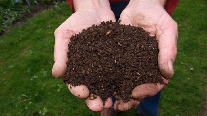 Prepara el mejor compost para tus plantas con mucho de lo que hoy desechas en la cocina