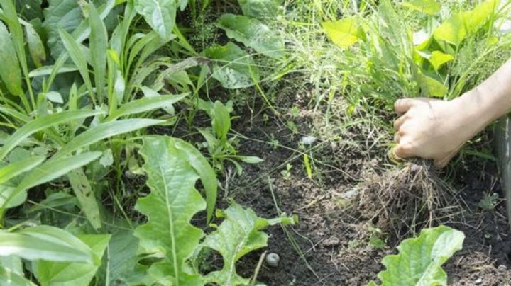 Elimina la maleza del jardín con herbicidas caseros y logra que tus plantas luzcan radiantes