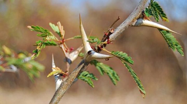 Acacia cornigera, la planta que cuida de las hormigas