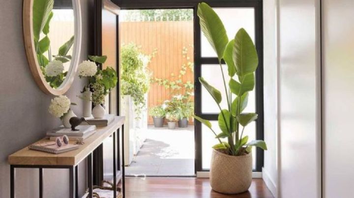 Feng Shui: 3 plantas que atraen la buena suerte y decoran el ingreso de tu hogar