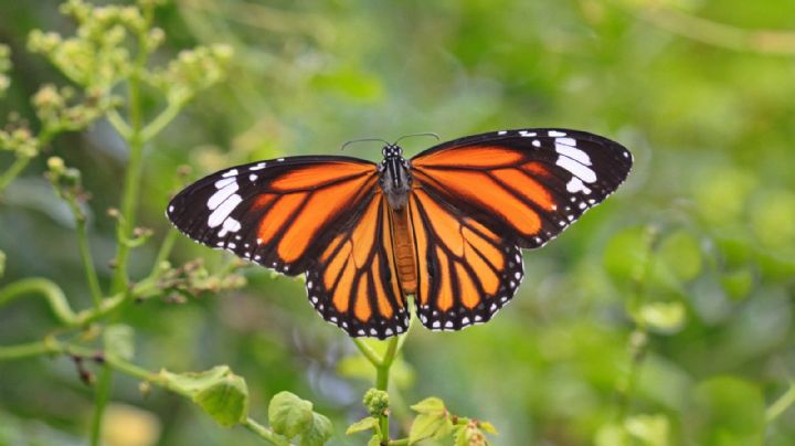 El poderoso significado que tiene el ingreso de una mariposa a tu hogar