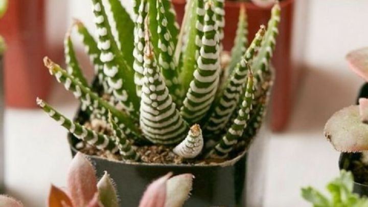 Ideas creativas para instalar mini plantas en el hogar