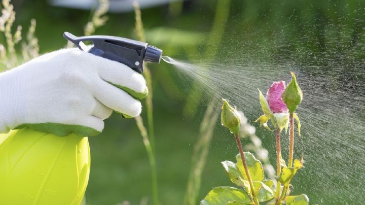 Erradica las plagas de tu jardín con este poderoso insecticida natural