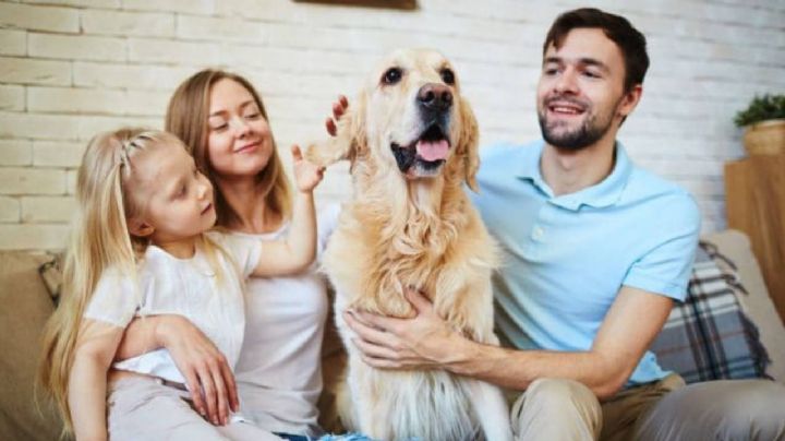 Descubrí por qué todos deberían convivir con un perro según la ciencia