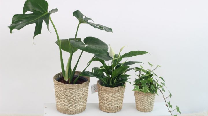 Plantas que ayudan a regular la temperatura del hogar