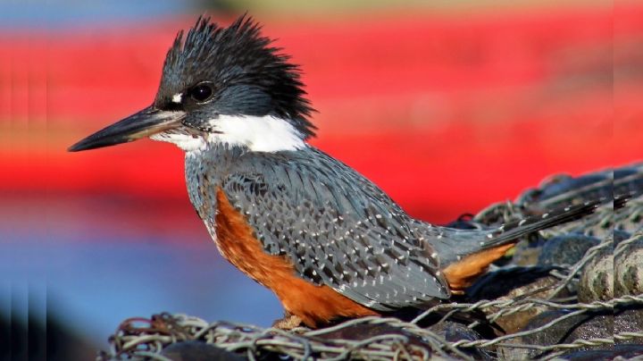 Megaceryle torquata o Martín Pescador grande, el ave del fin del mundo