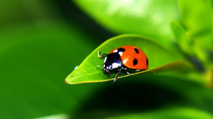 El significado espiritual de ver una mariquita en el hogar