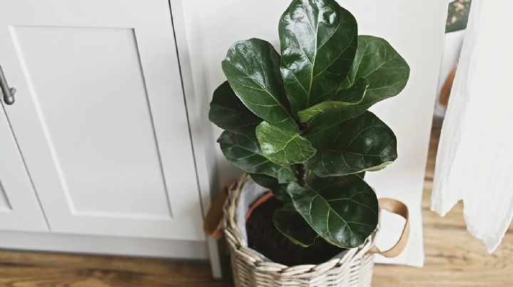 Ficus Lyrata, cuidados y cultivo de la planta que todos quieren para decorar su hogar