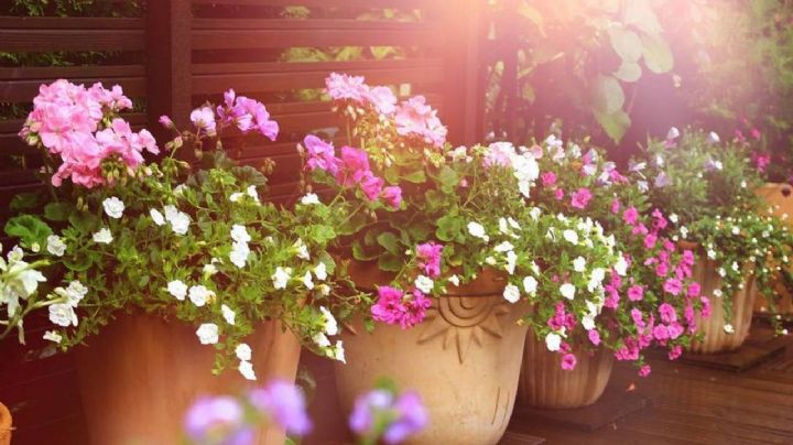 Estas son las plantas más resistentes al calor con las que podés decorar tu jardín