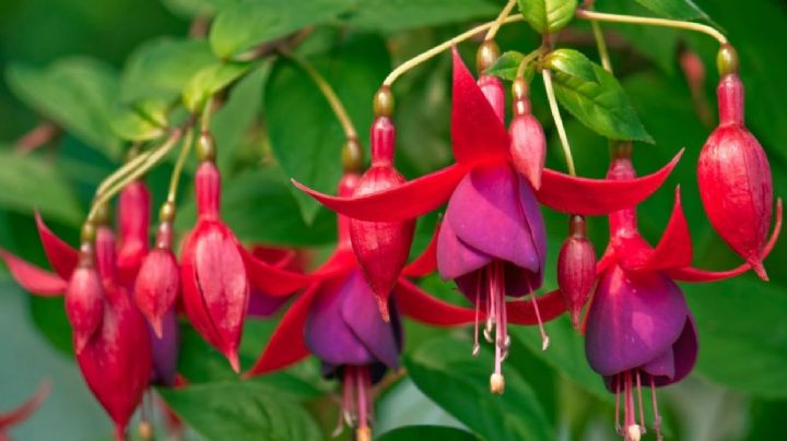 Sugerencias para que las fucsias den sus mejores flores