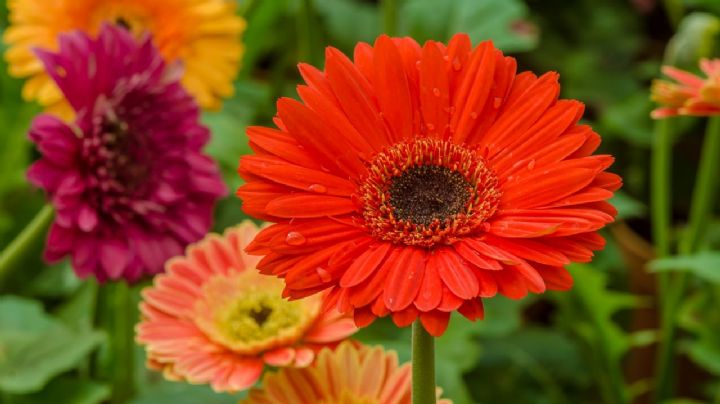 Margarita africana: cuidados de la planta que llenará de colores tu jardín