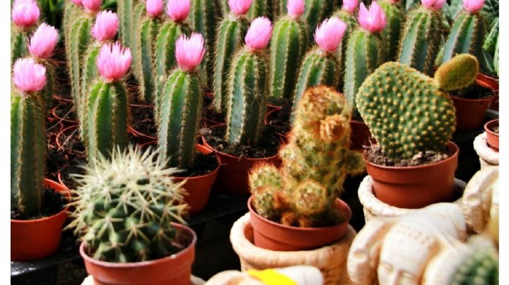 Te mostramos como limpiar tus cactus sin lastimarlos