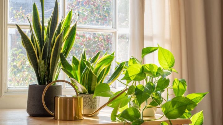 3 cosas que deberías conocer si compraste plantas en un vivero