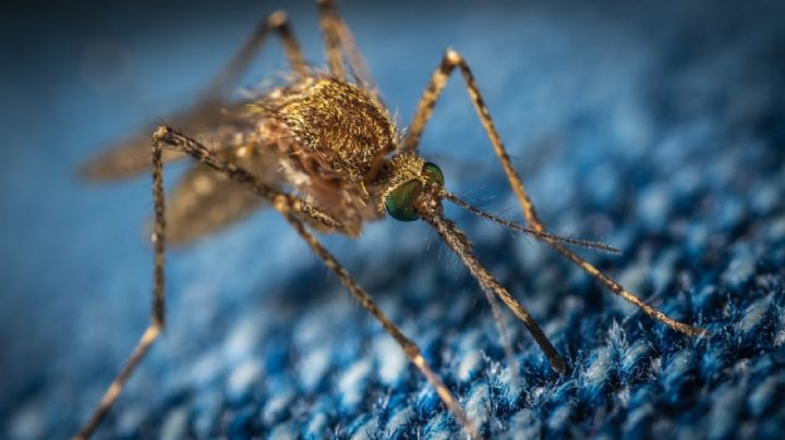 Con estos simples remedios caseros erradicá los mosquitos de tu hogar